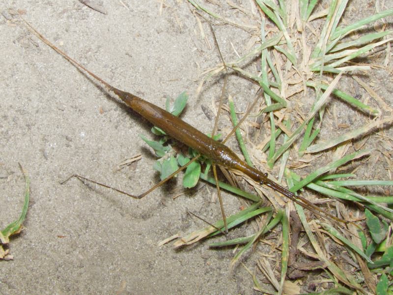 Ranatra linearis (Linnaeus, 1758)